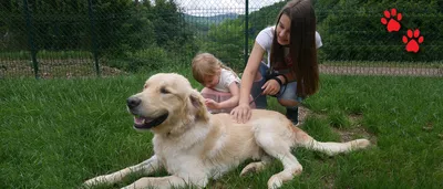 Animal Rescue Bosnia – The rescue organisation for stray dogs on the streets of Goražde in Bosnia, adopted