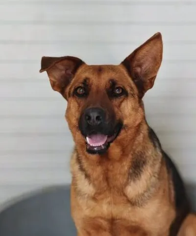 Benji, adopted
