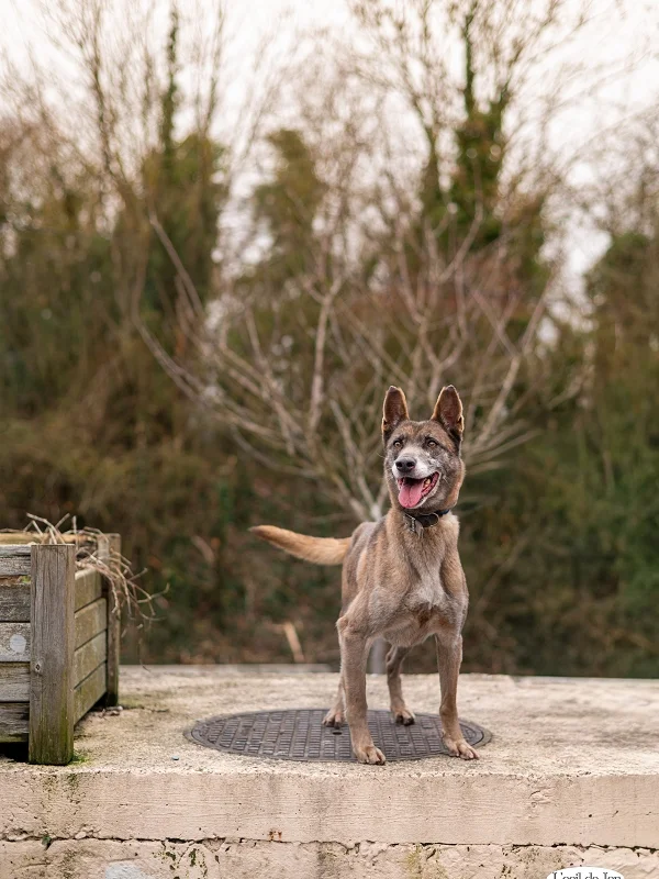 Belgian Malinois