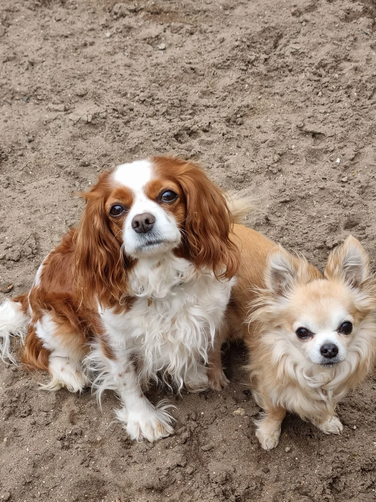 Peggy (samen met Tomy)