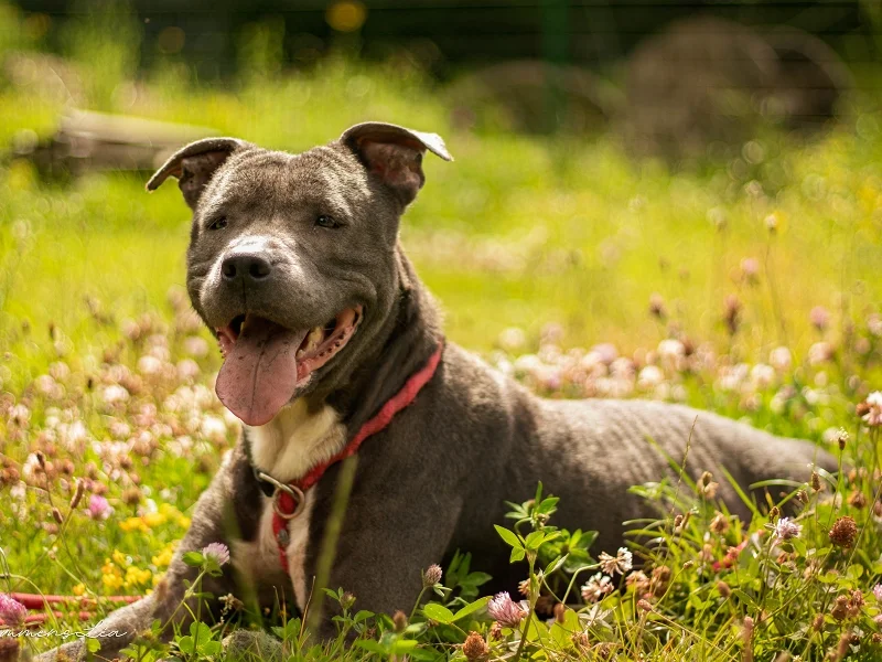 American Staffordshire Terrier