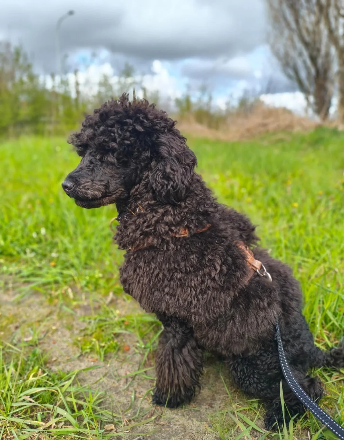 Sloeber ( Voldoende aanvragen)