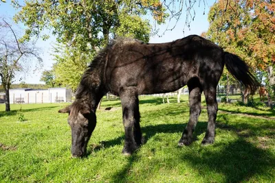 MAMITA, adopted