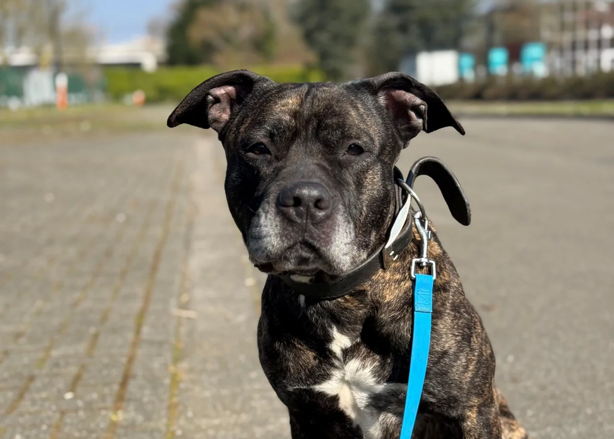 American Staffordshire Terrier