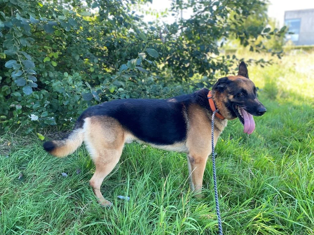 German Shepherd
