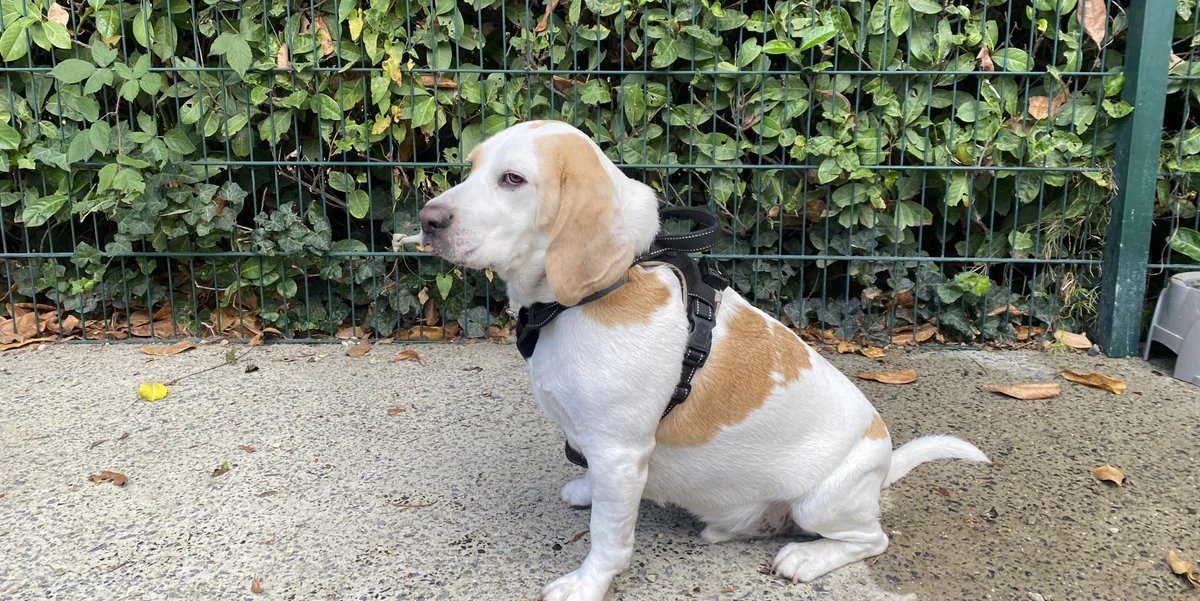 Beagle