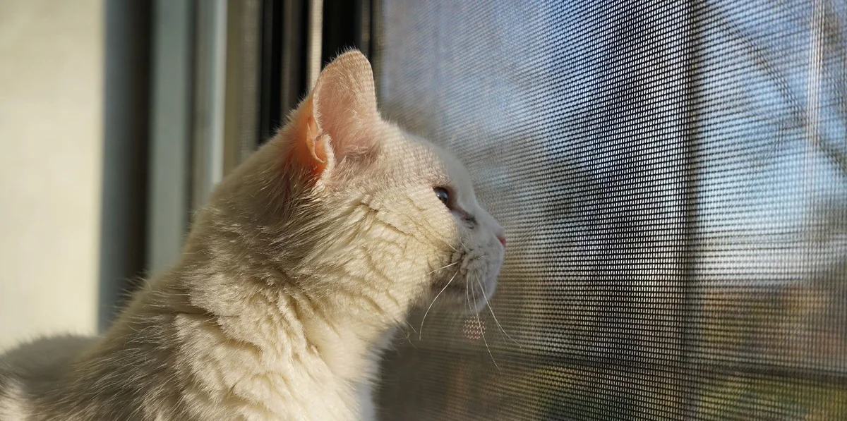 European Shorthair
