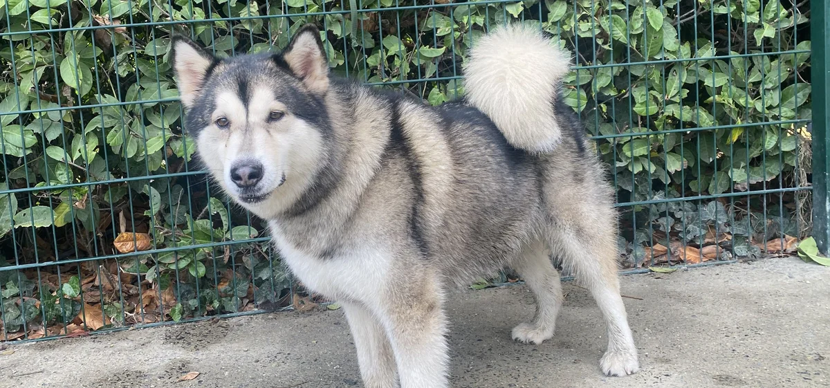 Alaskan Malamute