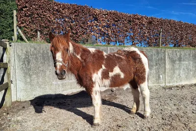 TOXINE, adopted