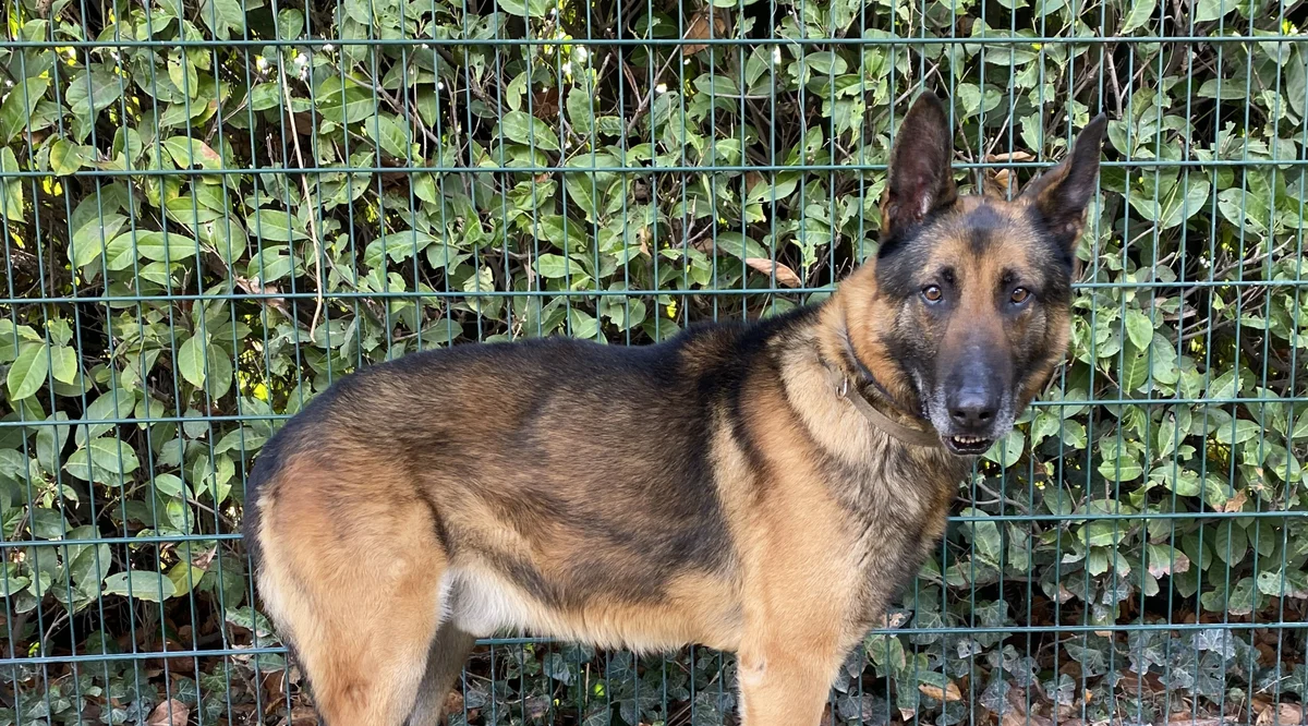 Belgian Malinois