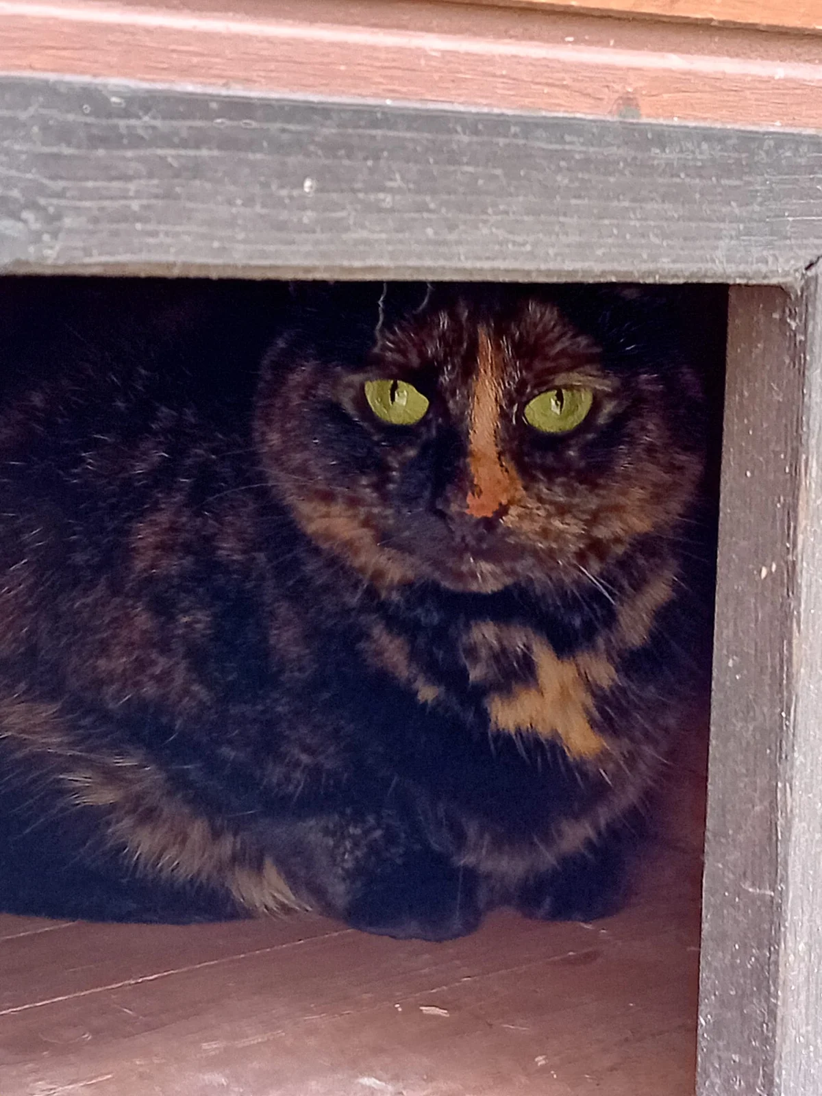 European Shorthair