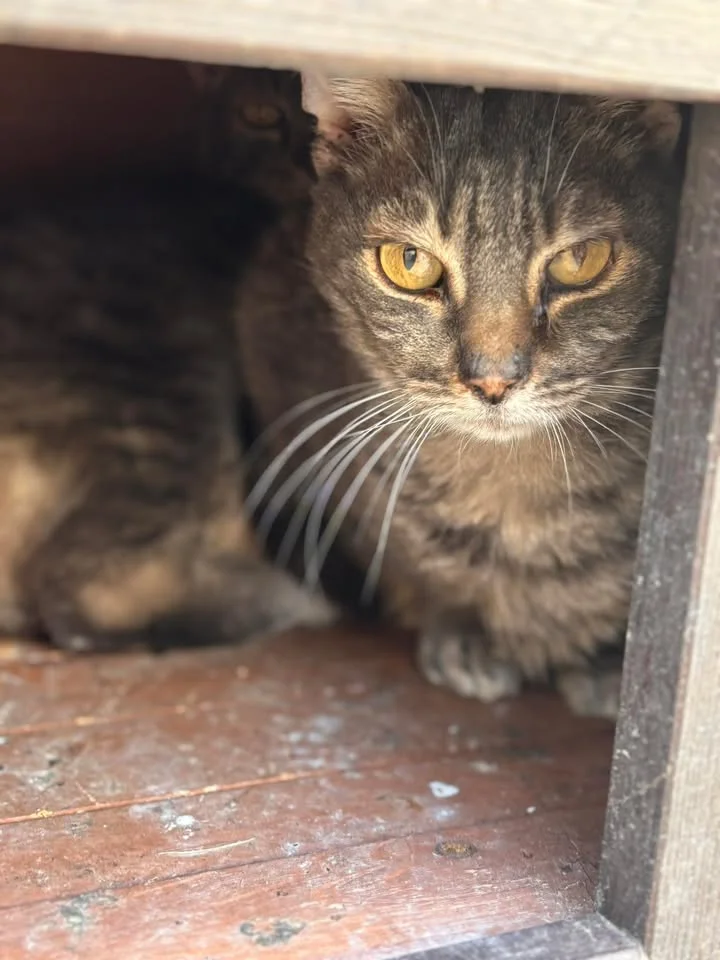 European Shorthair