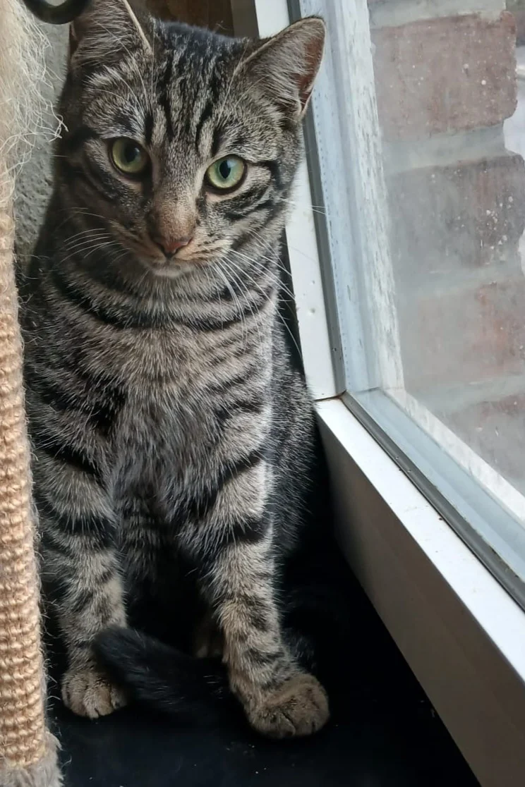 European Shorthair