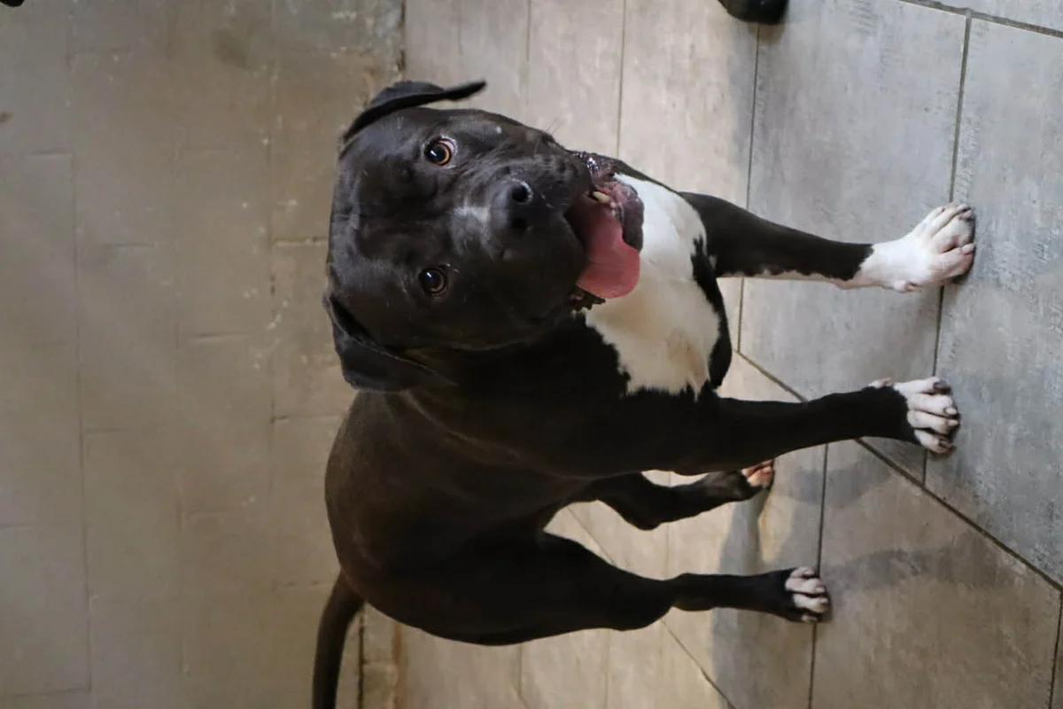 Bullmastiff