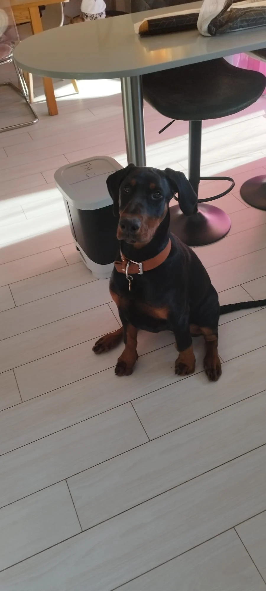 Doberman