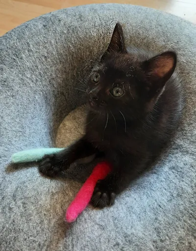 Arabica, adopted