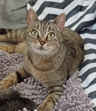 Calie, adopted