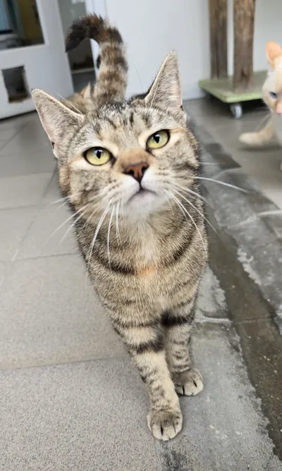 Titi, adopted