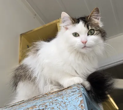 Fluffie, adopted