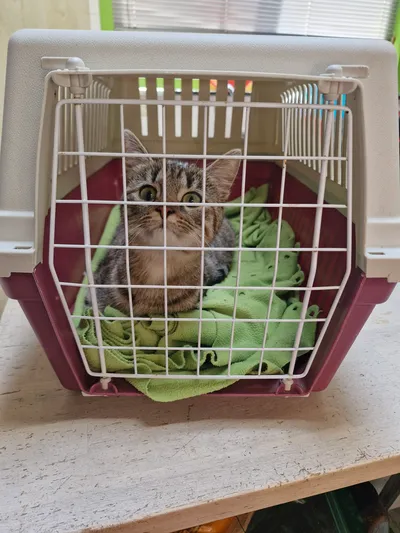 Xia, adopted