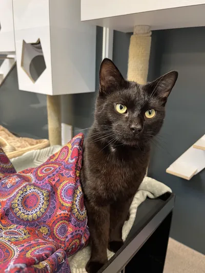 Kolonel, adopted