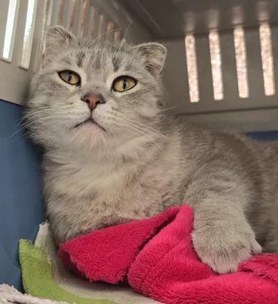 Cano, adopted