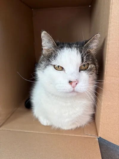 Sky, adopted