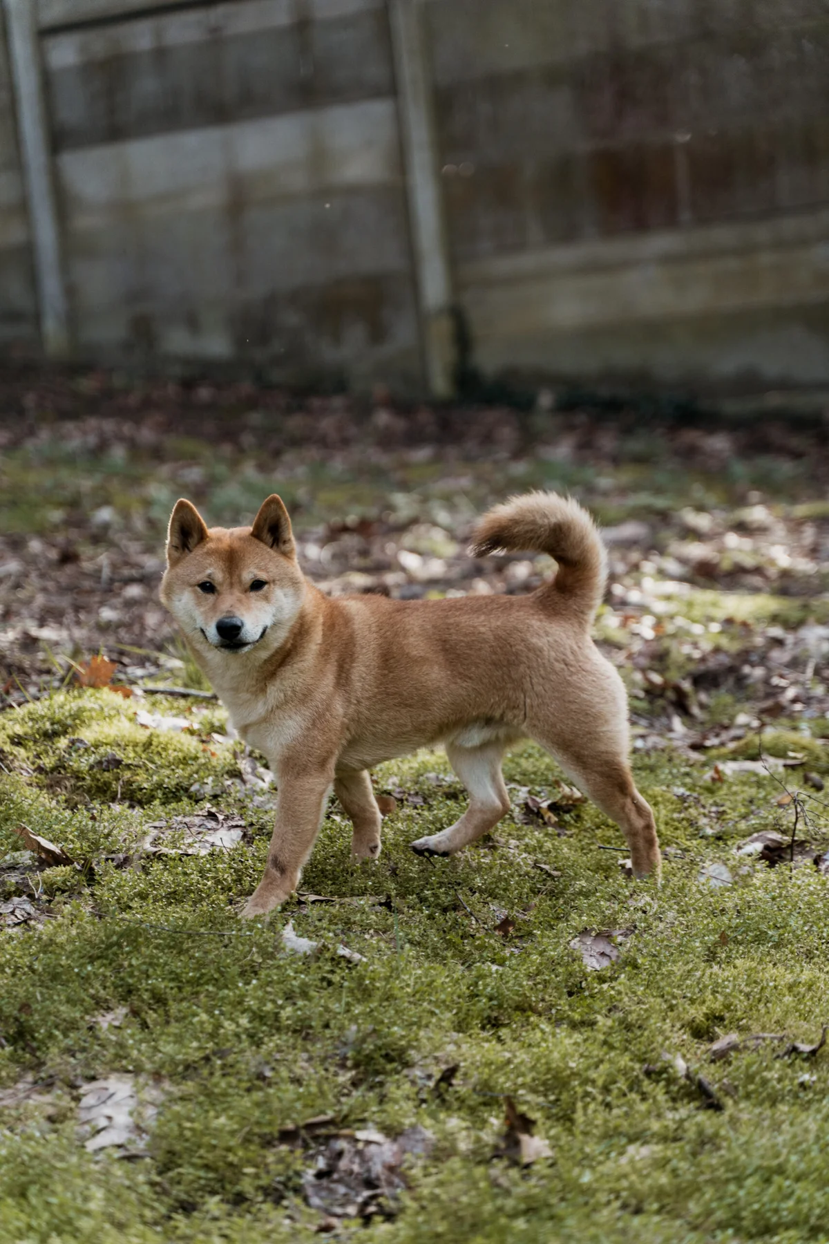 Shiba Inu