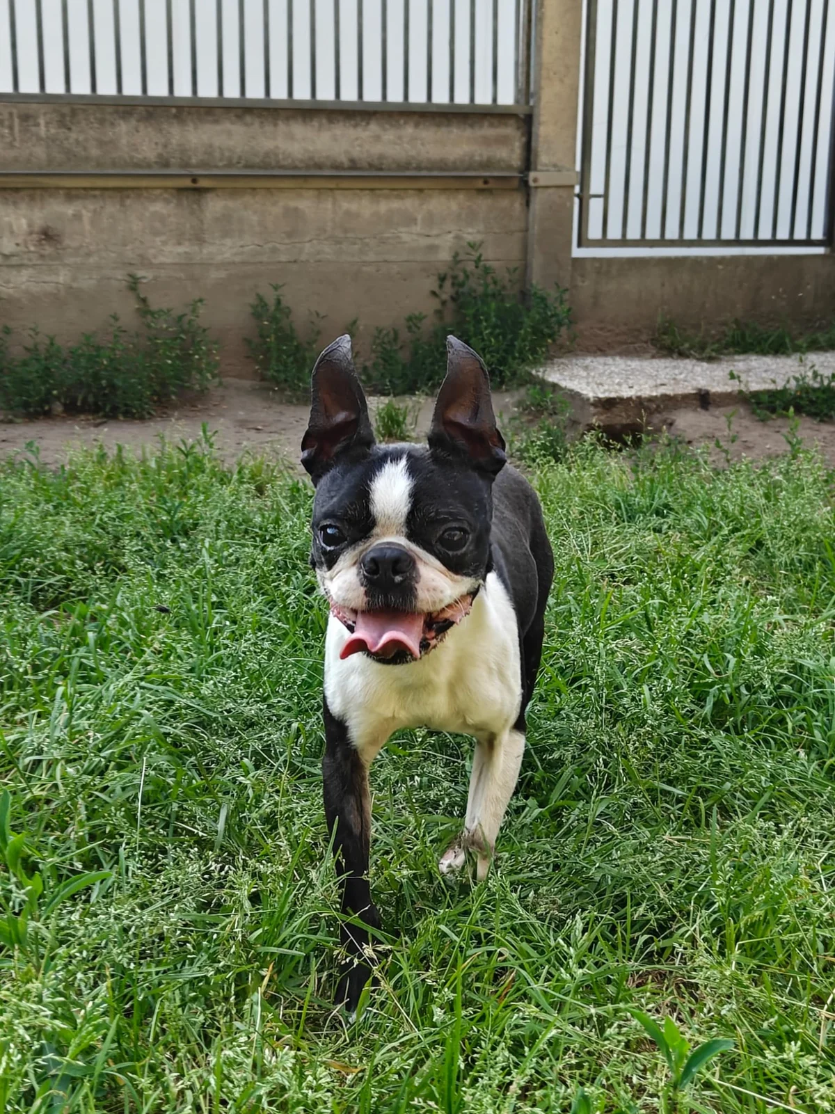 Boston Terrier