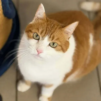 Felix, adopted