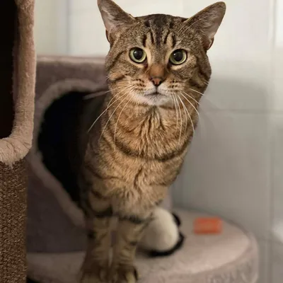 James, adopted