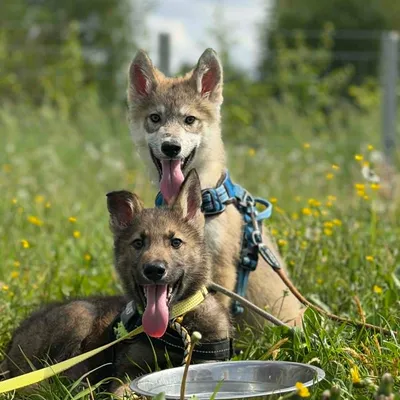 Remus & Rasmus, adopted