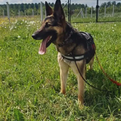Silva, adopted