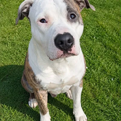 Sparta, adopted