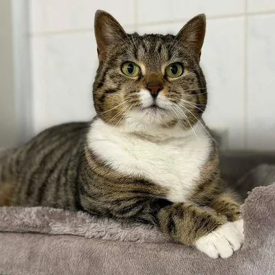 Titine, adopted