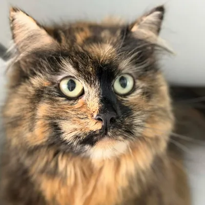 Xena, adopted