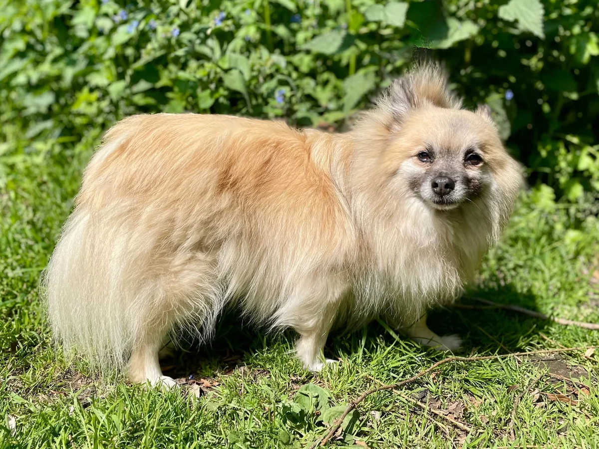 Keeshond