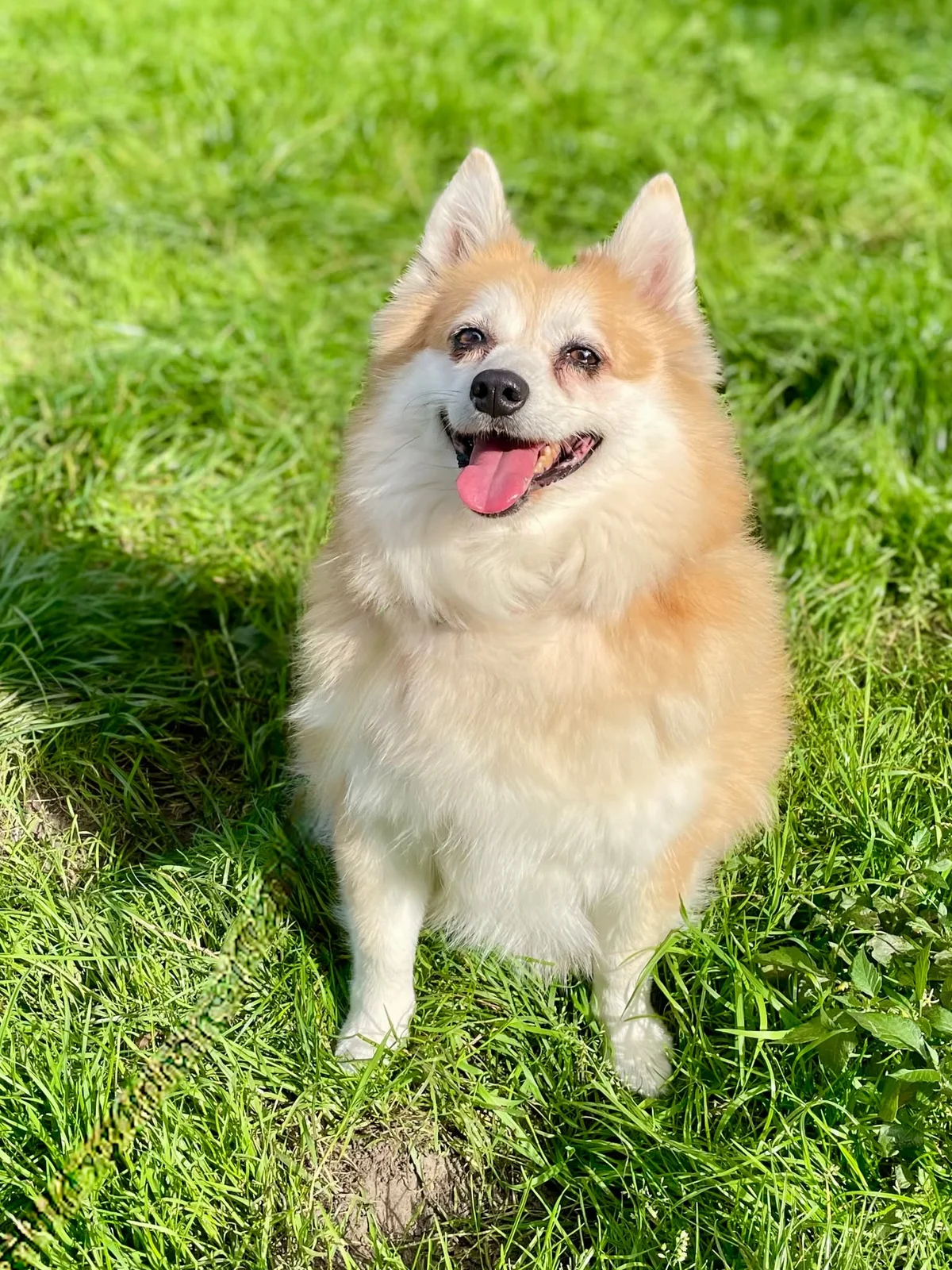 Keeshond