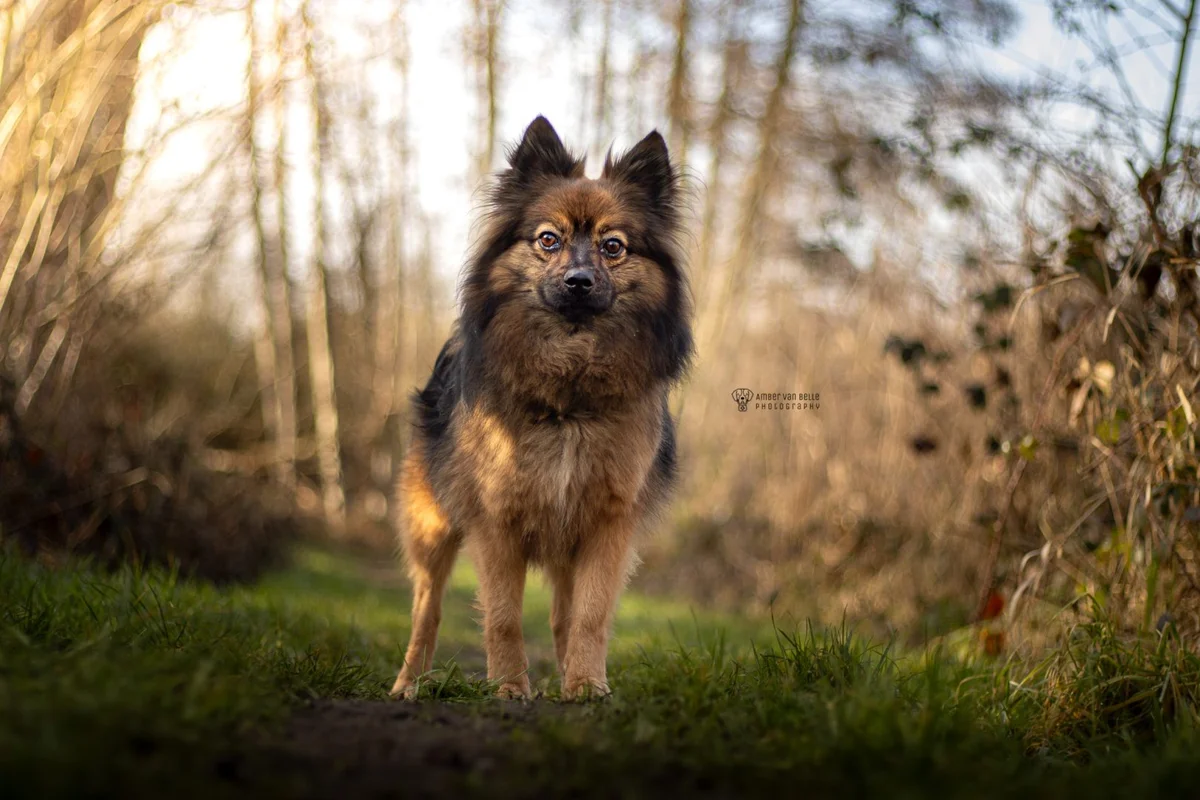 Keeshond
