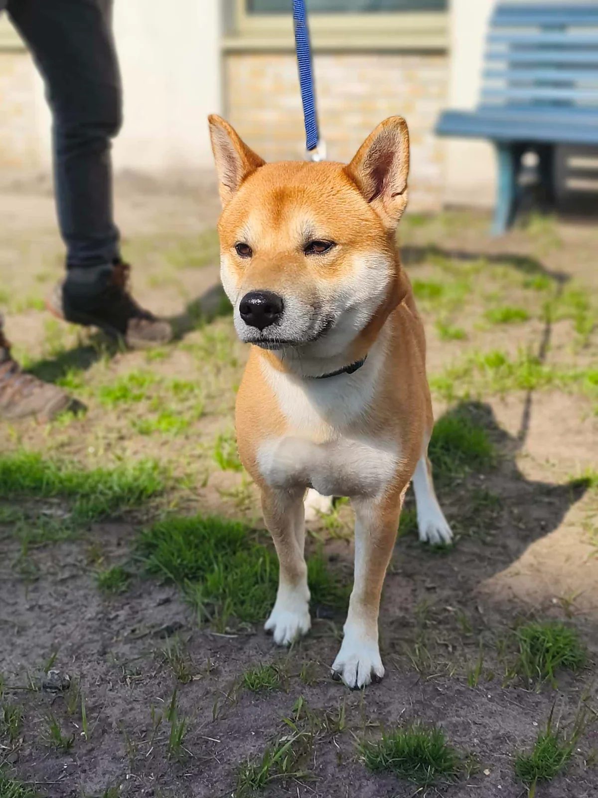 Shiba Inu