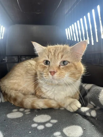 Mick Fiv+, adopted