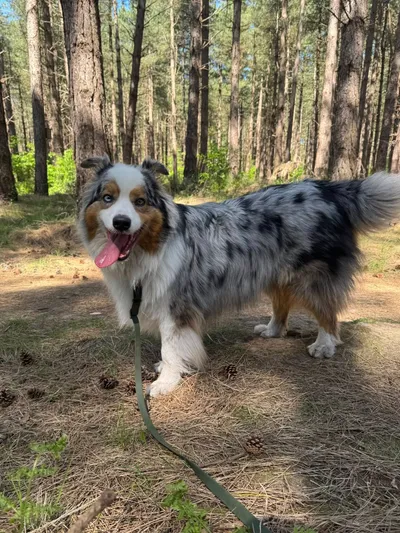 Viktor (Gereserveerd), adopted