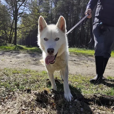Sky (Duo adoptie met Kyra), adopted
