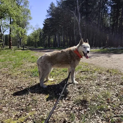 Kyra (Duo adoptie met Sky), adopted