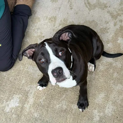 Droopy, adopted