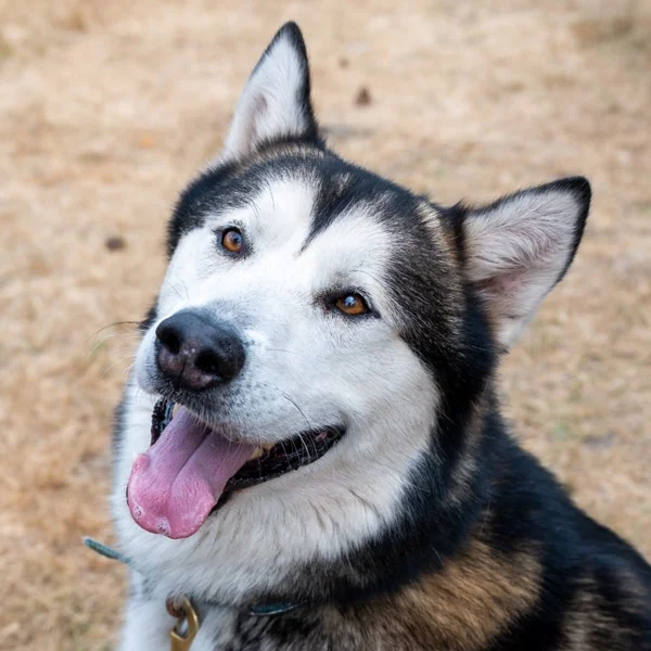 Alaskan Malamute