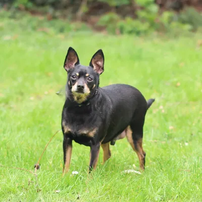 Bailey – Geadopteerd, adopted