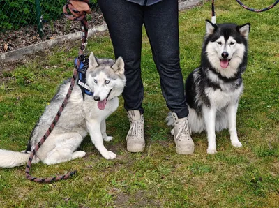 ICE EN DAISY (Daisy is 1 week op proef), adopted