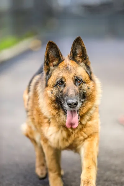 Zerby, adopted
