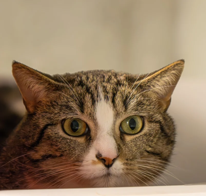European Shorthair
